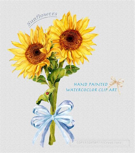Sunflower Watercolor Clipart Rustic Fall Flower Vibrant