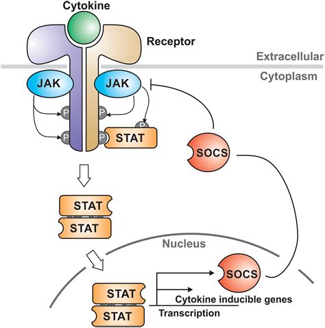 Signaling Cascade Of Jak Stat Pathway Binding Of The Ligand To Hot