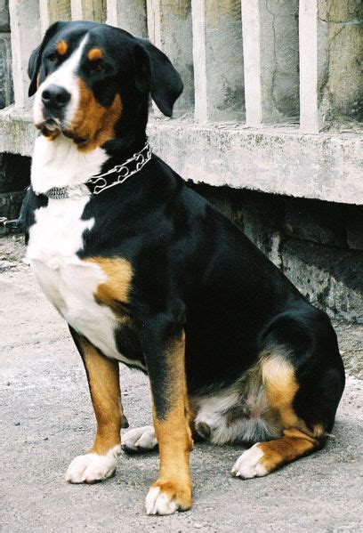 Greater Swiss Mountain Dog Greatdogsite