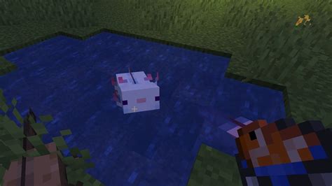 Minecraft Axolotl Colors Blue Summon Selected Colored Axolotl Pink
