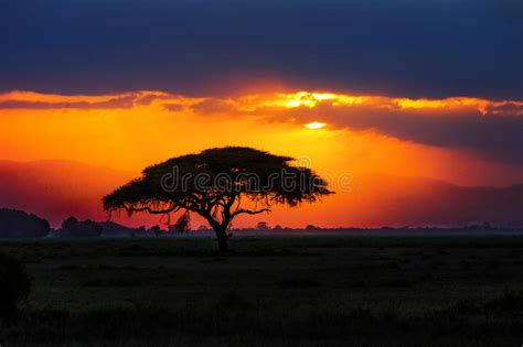 African Tree Silhouette On Sunset In Savannah Africa