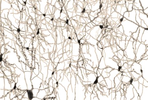 From Neuron To Brain The Perils Of A Reductionist Approach Sapien Labs Neuroscience Human