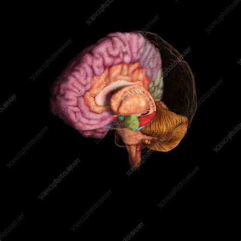 Brain Entorhinal Cortex Stock Image C0383632 Science Photo Library