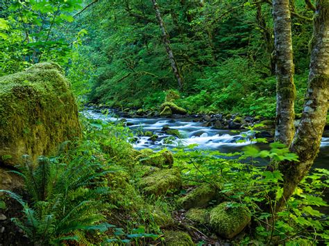 Columbia River Gorge Nature Stream Wahclella Falls Oregon Nature Stream