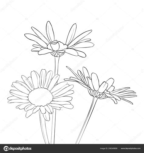 Vector Drawing Daisy Flowers Stock Illustration By Cat Arch Angel