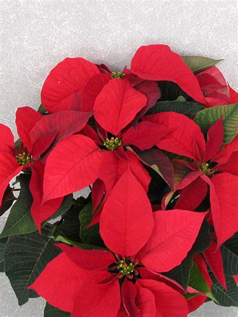 Prestige 2004 Height Control Poinsettia Cultivation Commercial Floriculture