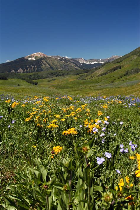 Sky Mountain Meadow And Flowers Stock Photo Image Of Wild Beauty