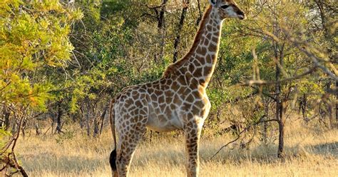 The Cool Science Dad Why Do Giraffes Have Long Necks