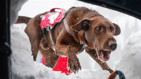Meet Worlds Bravest Dogs Trained To Save Lives In Avalanche