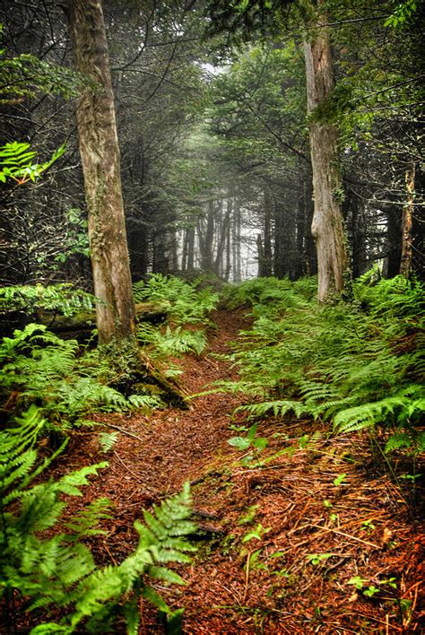 Path In The Ferns Photograph By Joye Ardyn Durham Fine Art America