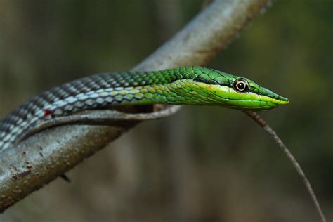 Culebra Verde Hocico Puntiagudo Sureña Fauna Dominicana