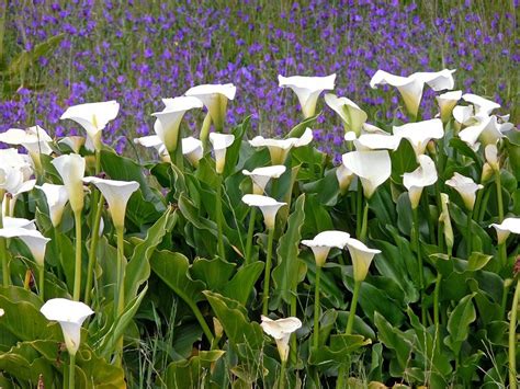 How To Grow Calla Lilies Indoors Or Outdoors Dengarden