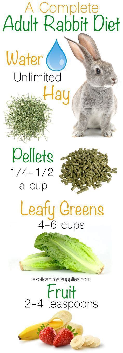 a complete adult rabbit diet these are all the healthy foods to feed your bunny unlimited hay