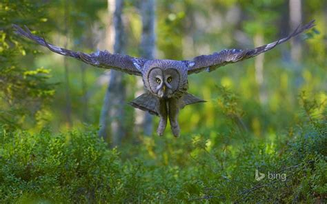 Owl In Flight Bing Theme Wallpaper Preview