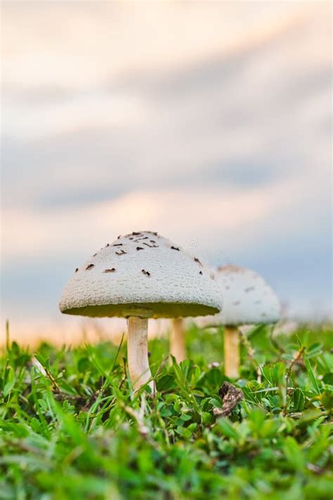 Mushroom On Green Grasses Field Growing In Autumn Mushroom Picking
