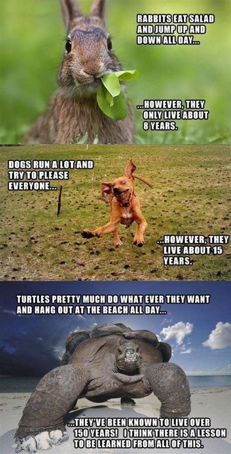 Click To See More Pics Funny Animal Jokes Funny Pictures Funny