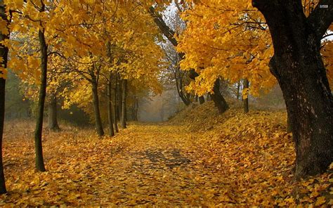 Nature 2560x1600 Forest Path Tree Fall Autumn Hd Wallpaers Hd