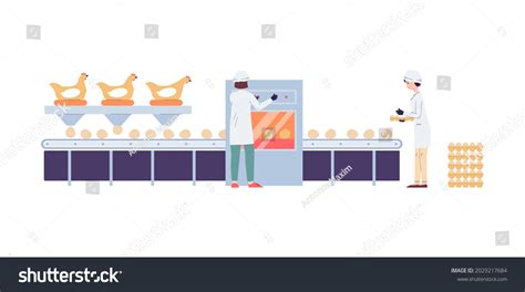 Poultry Farm Factory Conveyor Eggs Quality Stock Vector Royalty Free