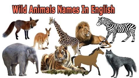 Wild Animals Names In English With An Image Of Zebras Lions And Giraffes