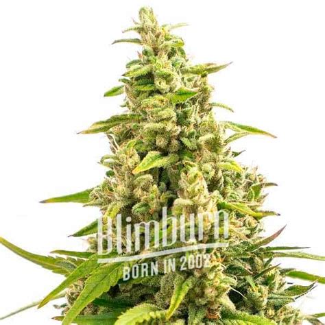 Gorilla Glue 4 Fast Version Cbd Buy Cannabis Seeds Free Shipping