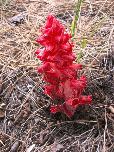 The Snow Plant Bold Beautiful And Somewhat Strange