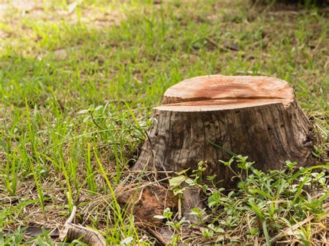 Tree Stump Removal Instructions How To Remove A Tree Stump