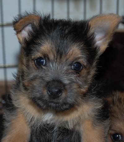Contact ohio norwich terrier breeders near you using our free norwich terrier breeder search tool below! Puppies cachorros sakanarra kennel - Norwich Terrier Sakanarra