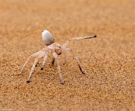 Derek Howes Dancing White Lady Spider Swakopmund Namibia Africa