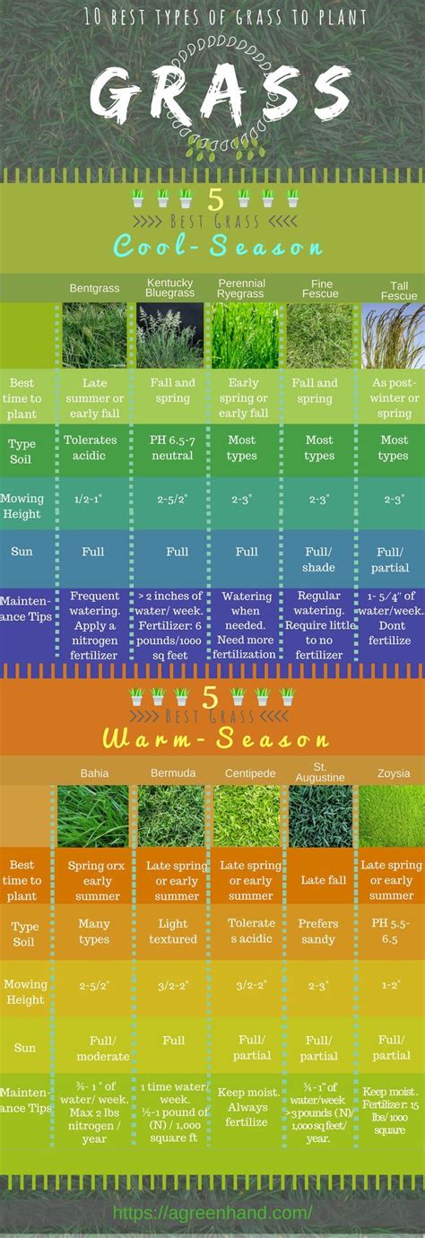 10 Best Types Of Grass To Plant How Well Do You Know Your Lawn There