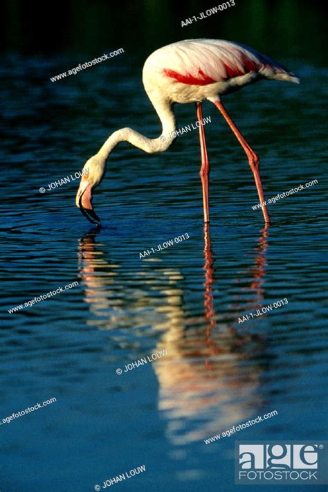 Greater Flamingo South Africa Stock Photo Picture And Rights Managed