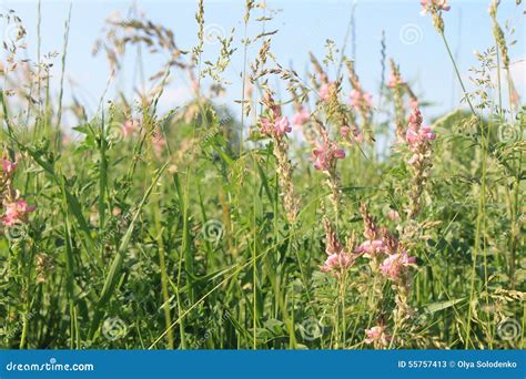 Alfalfa Flowers Stock Image Image Of Green Lawn Botany 55757413