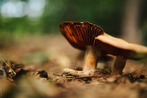 Mushrooms On The Forest Floor By Matthew Linker