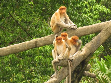Palm Oil Processors Top Plantations In Destroying Proboscis Monkey