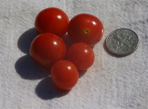 Cherry Tomato Solanum Lycopersicum Mexico Midget In The Tomatoes