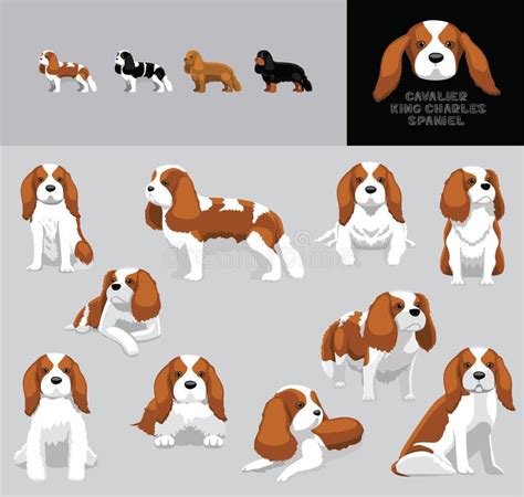 Dog Cavalier King Charles Spaniel Cartoon Vector Illustration Color