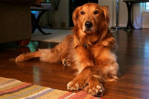 Have your pup obedience trained before she arrives home. Help Are most Golden Retrievers groomed to look short ...