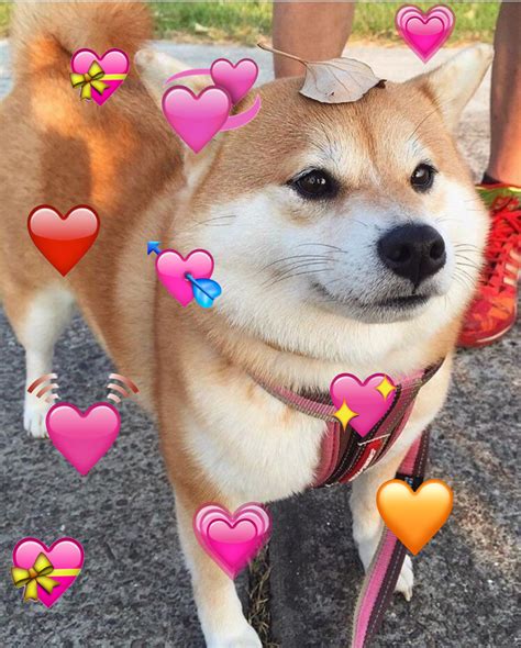 Since Everyone Is Freaking Out Heres A Cute Doggo With Hearts Because