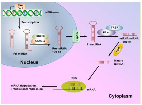 Biomedicines Free Full Text Micrornas Dysregulation As Potential