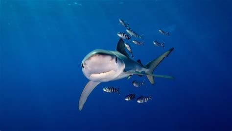 Pew Applauds Agreement To Protect Migratory Sharks The Pew Charitable