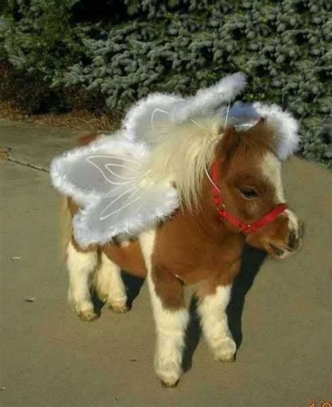 Funny And Cute Horse Pictures On Cavalli Miniatura