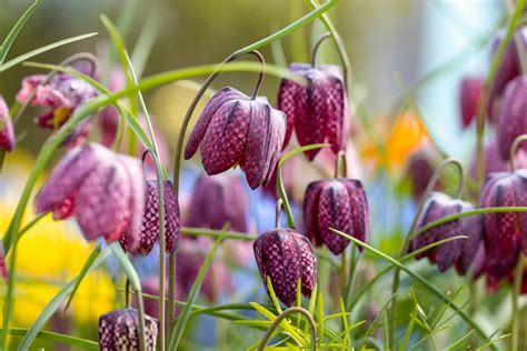 How To Grow Fritillaries Plant Care Tips Uk