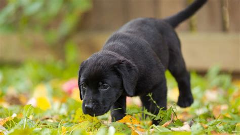 You can also see puppies pics and all the characteristics of labrador retriever in detail through a link here. Puppy Training Schedule: Ages and Stages in Labrador Puppy ...