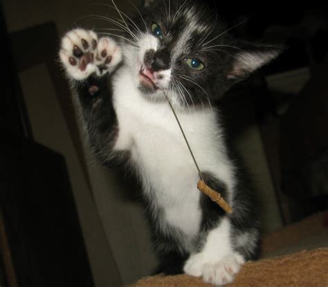 Polydactyl Kitten A Photo On Flickriver