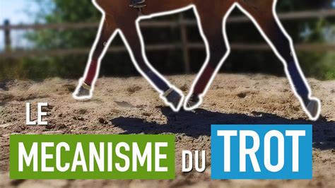 tout savoir sur le trot séance montée 🐎 youtube