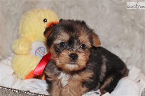 Save up to $379^ when you bundle your flight and hotel. Spencer: Yorkshire Terrier - Yorkie puppy for sale near ...