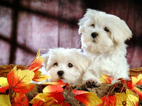 Sun Shines Lovely Little White Fluffy Puppy