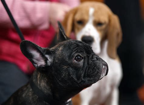 Meet The 2 New Dog Breeds The Akc Just Recognized