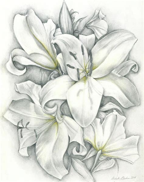 Lilies Pencil Drawing By Melinda Blackman