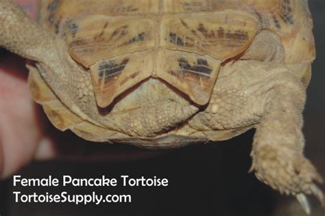 Sexing Your Tortoise How To Determine The Sex Of Your Tortoise Tortoise Tail Photos