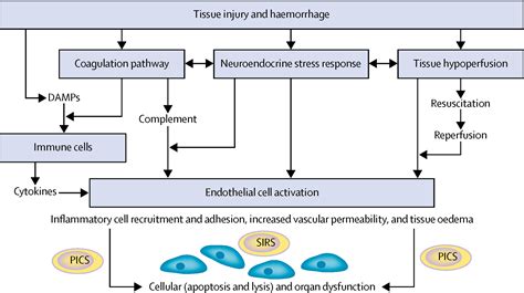 The Systemic Immune Response To Trauma An Overview Of Pathophysiology
